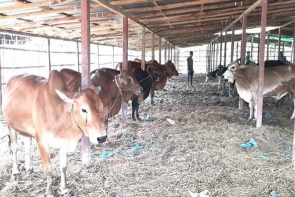 Cattle theft on the rise ahead of Eid