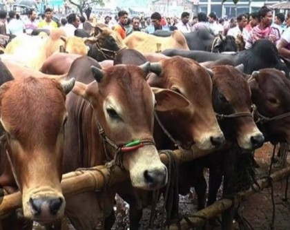 163 cattle markets set up in Khulna