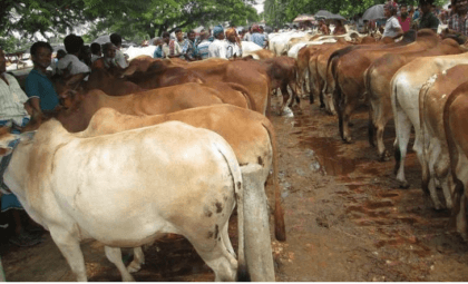 Over 3 lakh sacrificial animals ready for sale in Joypurhat
