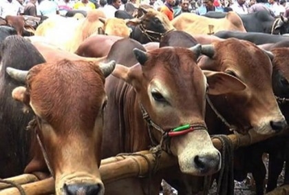 No shortage of sacrificial animals in Rajshahi cattle markets

