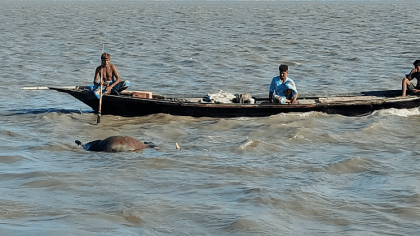 Trawler carrying 28 sacrificial cows sinks in Padma River in Manikganj