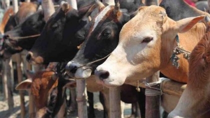 Sales begin in city's cattle markets ahead of Eid


