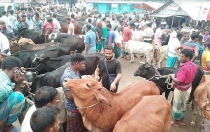 Cattle markets get momentum in Khulna