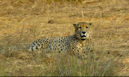 African cheetah 'Agni' injured in fight at Madhya Pradesh's national park