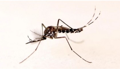Bangladesh logs 2 more dengue deaths, 509 new cases

