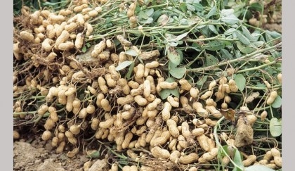 Groundnut cultivation gaining popularity in Panchagarh