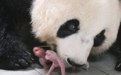 South Korea welcomes birth of first giant panda twins