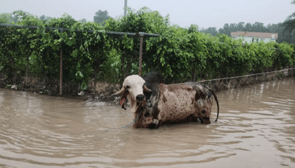 This bull rescued amid Jamuna flooding costs more than a BMW X5