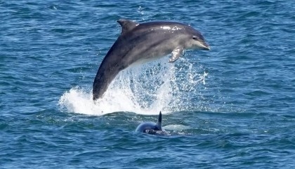 Swimmers injured in dolphin attacks on Japan beach