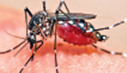 Dengue situation worsening