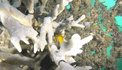 Hundreds of baby seahorses released in Sydney Harbour