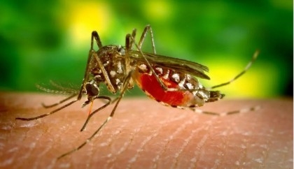 No alternative to destroying Aedes