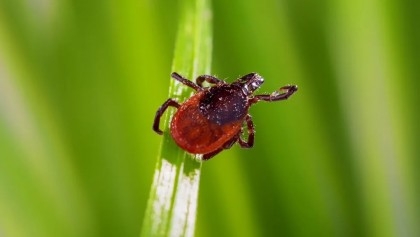 There are ‘more ticks in more places’ — here’s how to avoid these bloodsuckers

