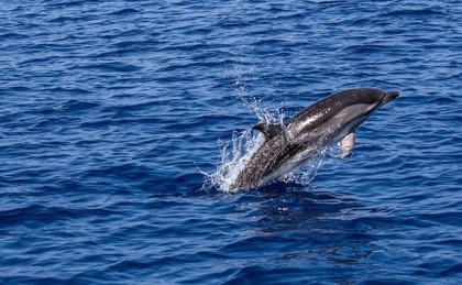 Fishermen eat dolphin after accidentally catching it 