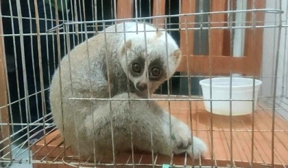 Endangered Lojjaboti  monkey rescued in Rangamati,  released in Kaptai National Park