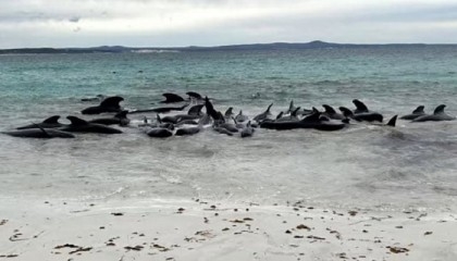 51 pilot whales dead after beaching in Western Australia