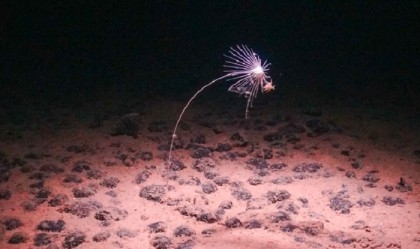 Mineral-rich nodules and the battle over mining the deep sea