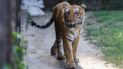 India's endangered tiger population tops 3,600

