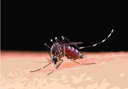 Deaths from dengue infection 25 times higher 