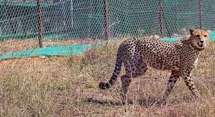 Another cheetah found dead in India's Kuno National Park 

