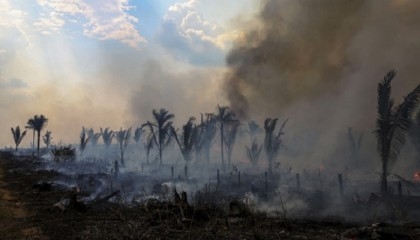 Brazil records 66% drop in Amazon deforestation in July
