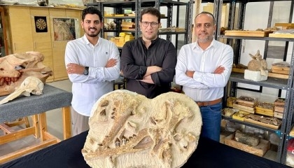 Egypt dig unearths 41mn-year-old whale in desert