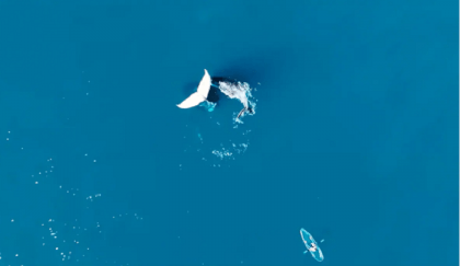
YouTuber captures video of a whale frozen in middle of the ocean