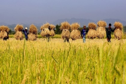 Bangladesh 2nd paddy growing country: Food minister

