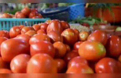 India imports about 5 tonne tomatoes from Nepal