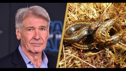 Scientists name new snake species after Harrison Ford