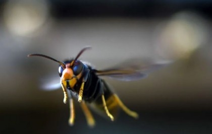 Invasive yellow-legged hornet spotted in US for first time

