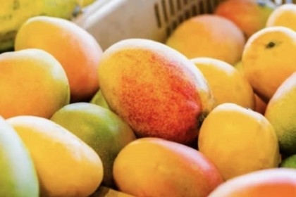 Taiwan slams China's ban on mango imports

