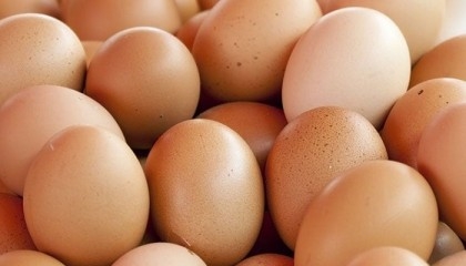 Eggs to be imported soon if necessary: Commerce Secy