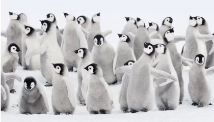 Climate change: Thousands of penguins die in Antarctic ice breakup