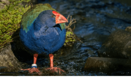 New Zealand birds: Takahe facing extinction find new home in sanctuary