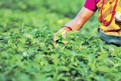 Country's third tea auction center launched in Panchagarh