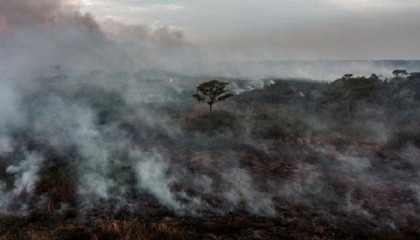 Deforestation in Brazil Amazon falls, more Indigenous reserves approved