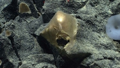 Delightfully strange: Mystery 'golden egg' found on ocean floor