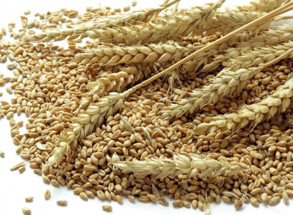 Import 300,000 metric tons of wheat from Russia gets cabinet body’s nod