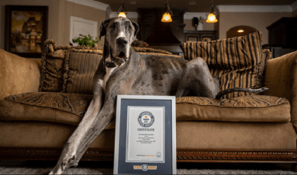 World's tallest dog Zeus dies