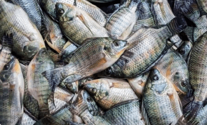 Tilapia Warning: US woman loses all four limbs after eating contaminated fish
