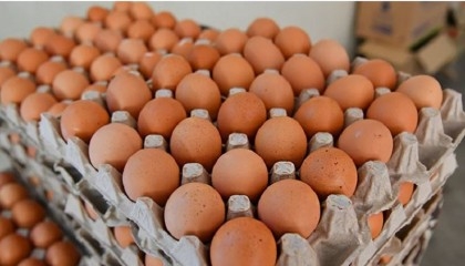 Wholesale price of eggs declines after import decision?


