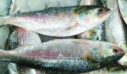 Bangladesh to export 3950 tons of Hilsa to India for Durga Puja 