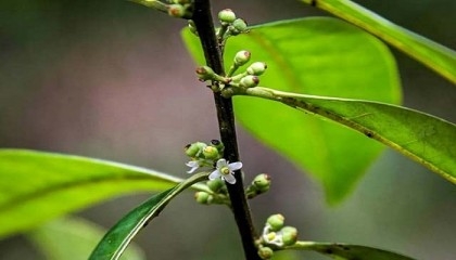 Scientists rediscover small Brazil tree, 185 years on