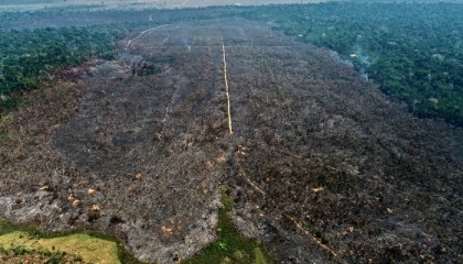 Arson turns Amazon reforestation project to ashes