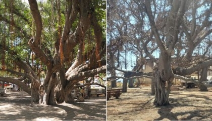 Maui's 150-year-old banyan tree is growing new leaves after being charred in wildfires

