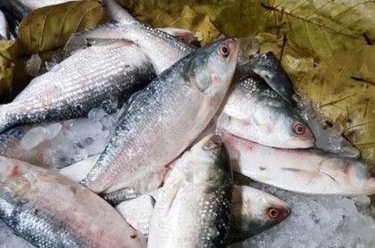 174 tons of Hilsa exported to India in three days

