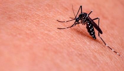 15 dengue patients die, 2,950 hospitalised in 24 hrs