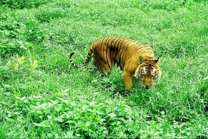 UNESCO says further research needed for Sundarbans’ sustainable development plan