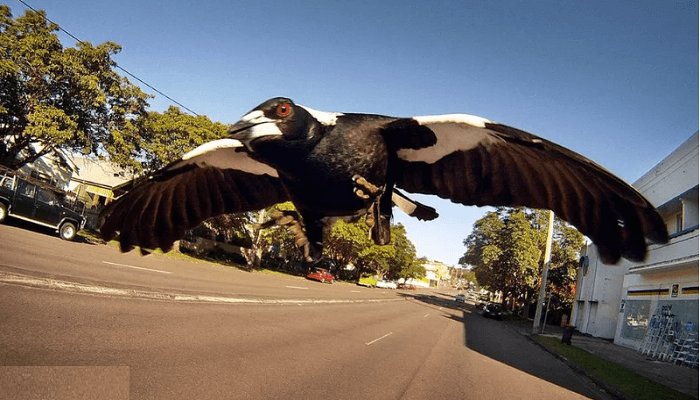Magpie swooping: Inside the Australian bird's annual reign of terror